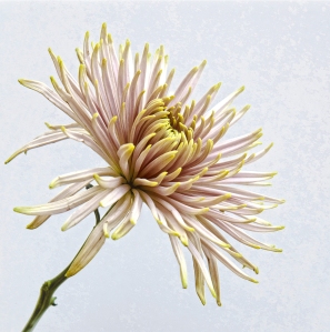 chrysanthemum, fine art, flower, Debbie Lias, photography