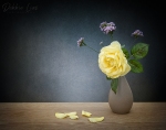 yellow rose, still life, flowers textures, debbie Lias, photography